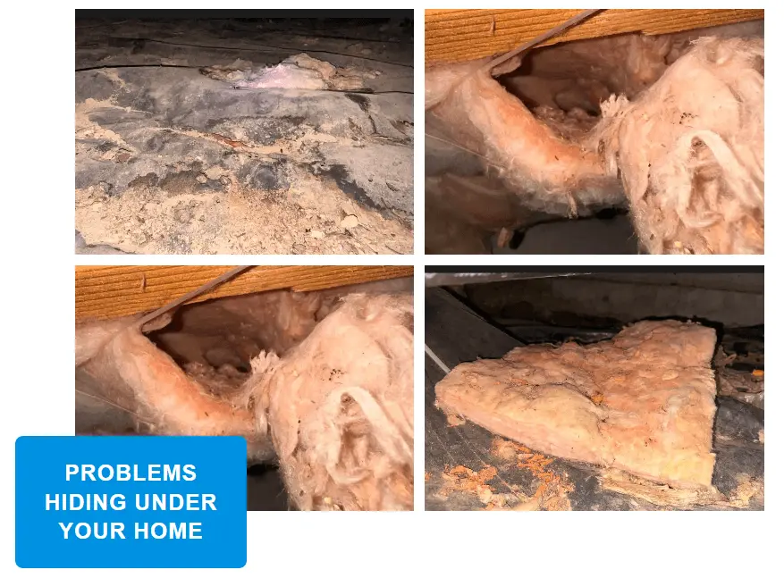 tacoma crawl space cleaning 5 (1)
